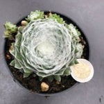 Sempervivum Arachnoideum Mont Blanc