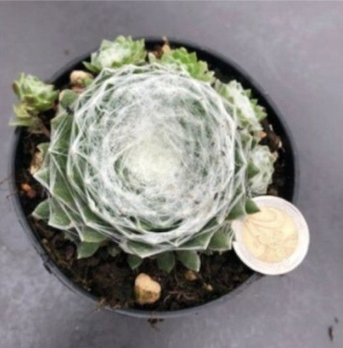 Sempervivum Arachnoideum Mont Blanc