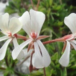 Pelargonium Alchemilloides vaso 10