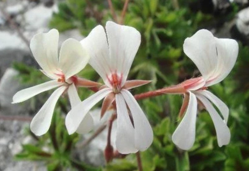 Pelargonium Alchemilloides vaso 10