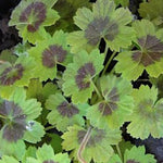 Pelargonium Alchemilloides vaso 10