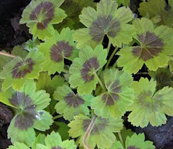 Pelargonium Alchemilloides vaso 10