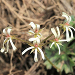 Pelargonium Alchemilloides vaso 10