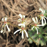 Pelargonium Alchemilloides vaso 10
