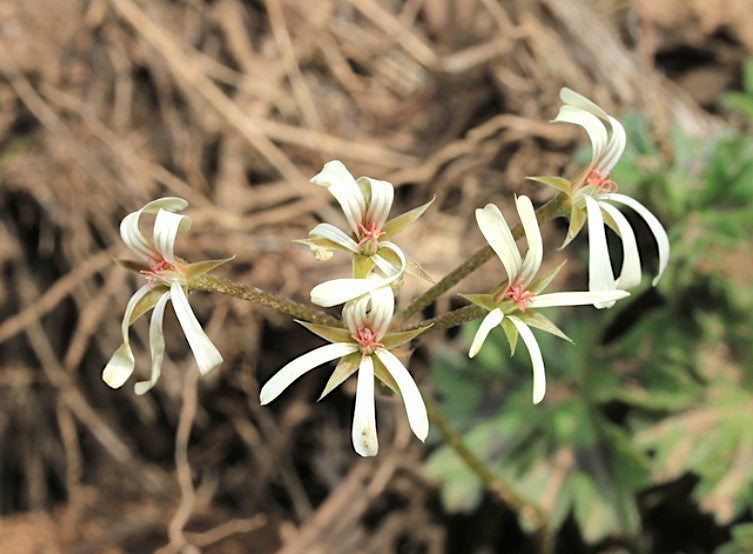 Pelargonium Alchemilloides vaso 10