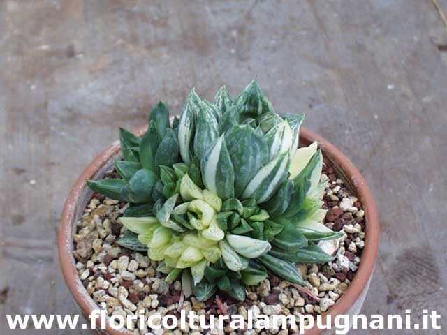 Haworthia cuspidata variegata