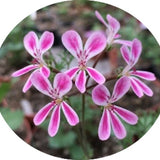 Pelargonium Anethifolium x fruticosum vaso 10
