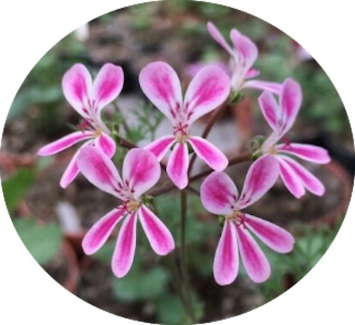 Pelargonium Anethifolium x fruticosum vaso 10