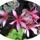 pelargonium Ansbrook apollo vaso 10