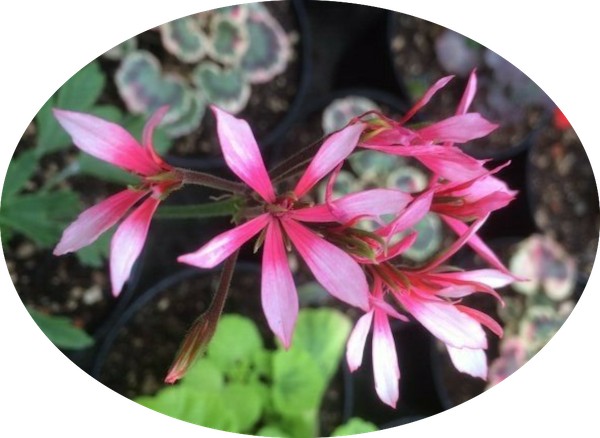 pelargonium Ansbrook apollo vaso 10