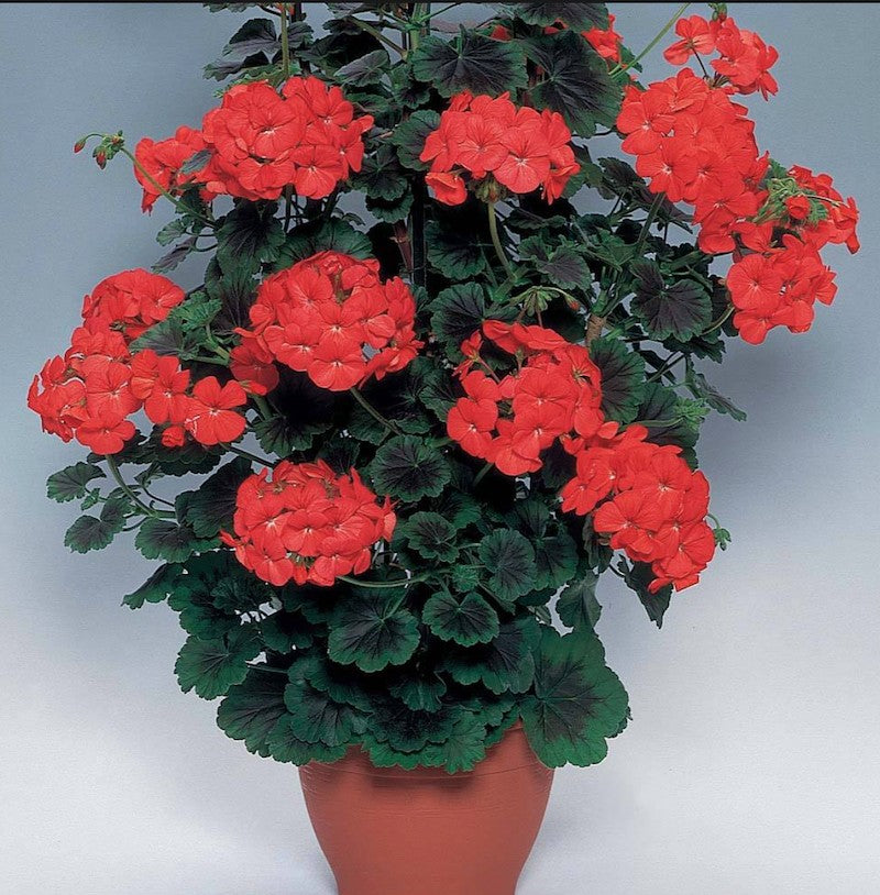 Pelargonium Antic  orange gigante vaso 10