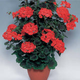 Pelargonium Antic  orange gigante vaso 10