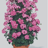Pelargonium Antic Pink gigante vaso 10