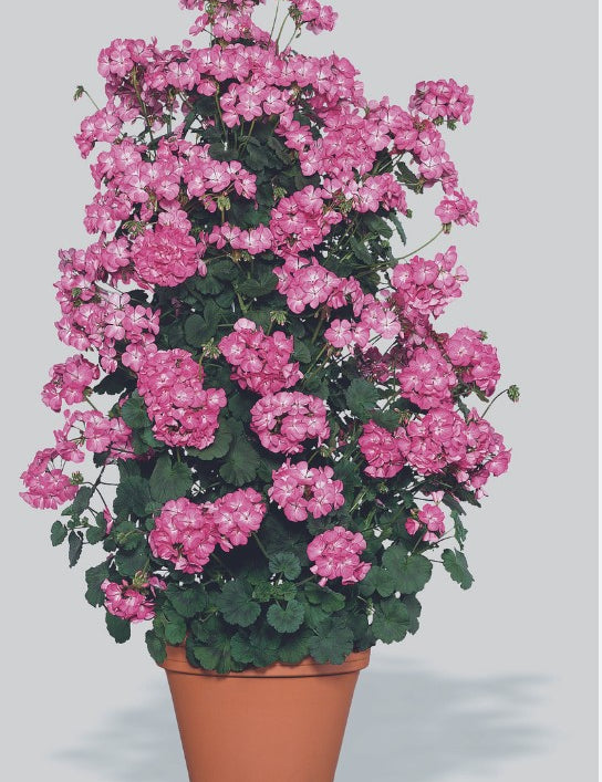 Pelargonium Antic Pink gigante vaso 10