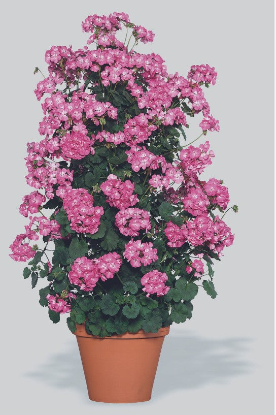 Pelargonium Antic Pink gigante vaso 10