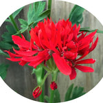 Pelargonium Thessaloniki vaso 10 (stellare)