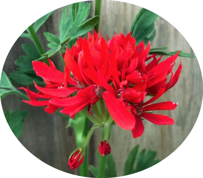 Pelargonium Thessaloniki vaso 10 (stellare)