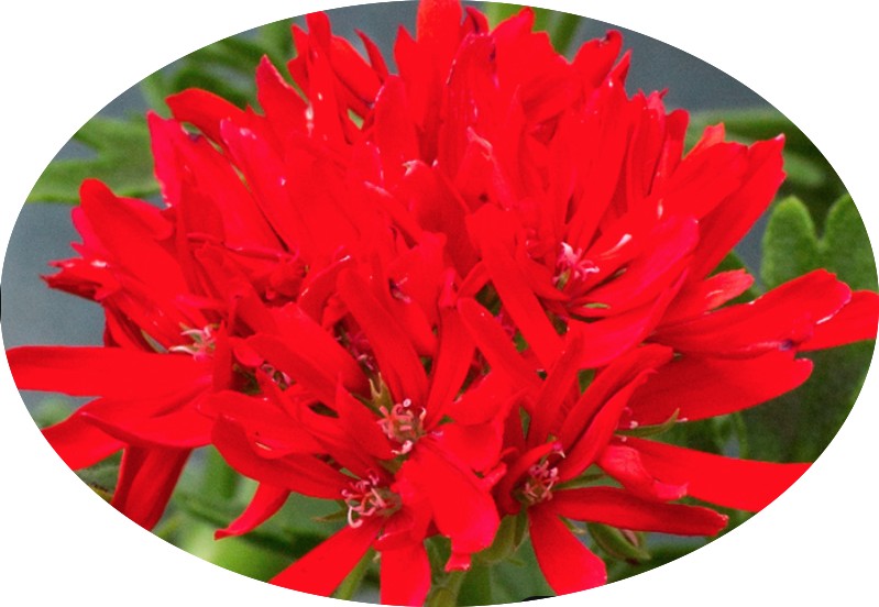 Pelargonium Thessaloniki vaso 10 (stellare)
