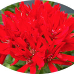 Pelargonium Thessaloniki vaso 10 (stellare)