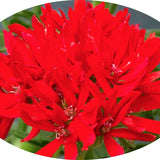 Pelargonium Thessaloniki vaso 10 (stellare)