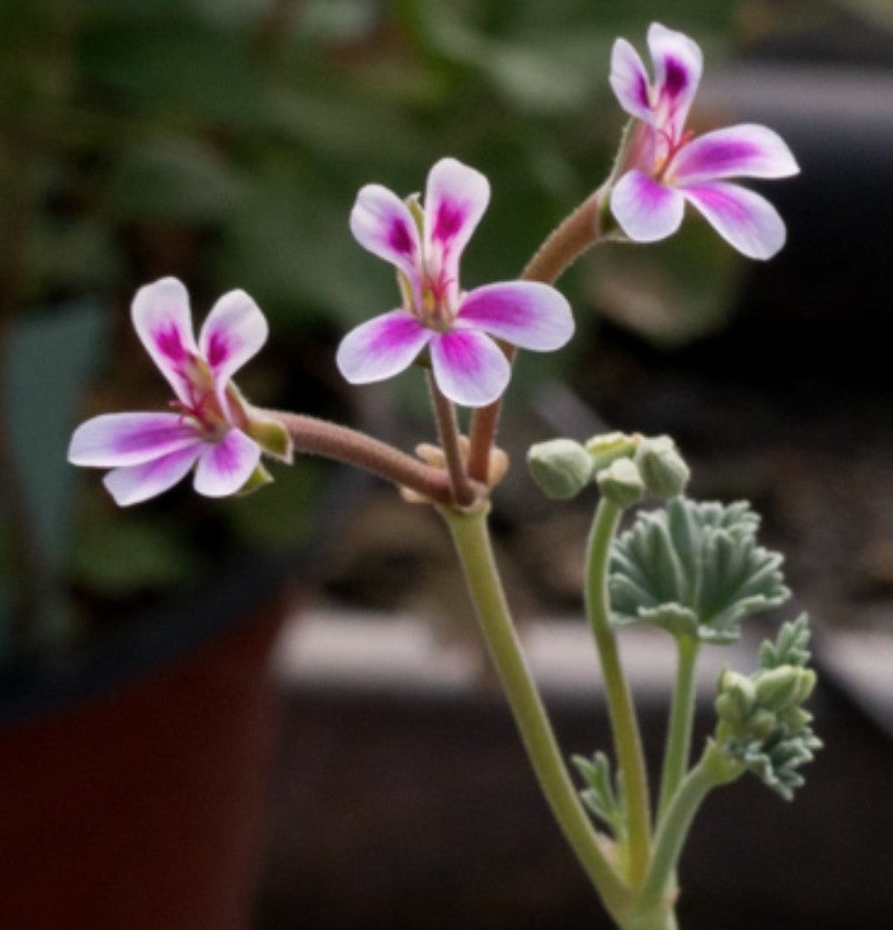 Pelargonium 'Jenbachperle' vaso 10 (Odoroso spezie)
