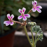 Pelargonium 'Jenbachperle' vaso 10 (Odoroso spezie)