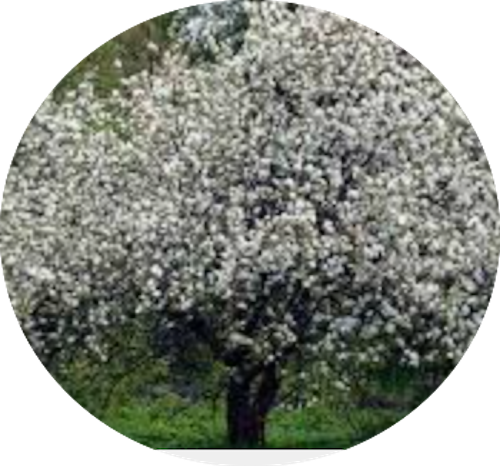 Malus New York vaso  4 lt.