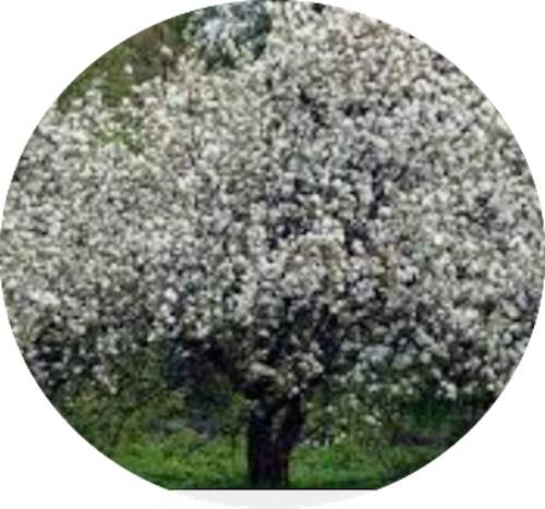 Malus New York vaso  4 lt.