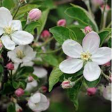 Malus New York vaso  4 lt.