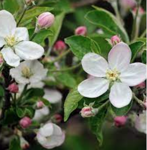 Malus New York vaso  4 lt.