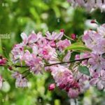 Malus Hillieri vaso 19