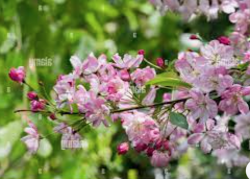 Malus Hillieri vaso 19