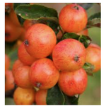 Malus Hillieri vaso 19
