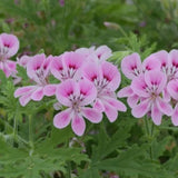 Pelargonium Lara jester vaso 10 (odoroso)