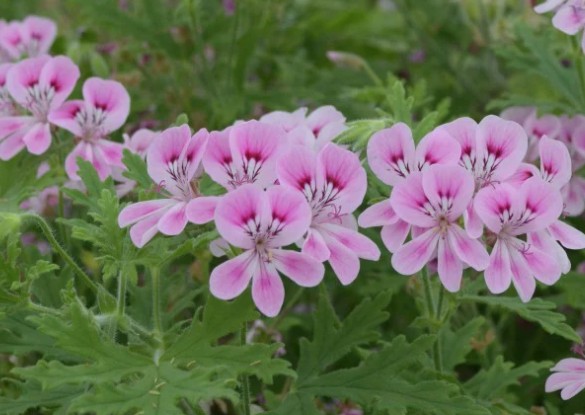 Pelargonium Lara jester vaso 10 (odoroso)