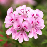 Pelargonium Lara jester vaso 10 (odoroso)
