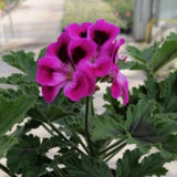Pelargonium Orset Mango vaso 10 (profumo balsamo)