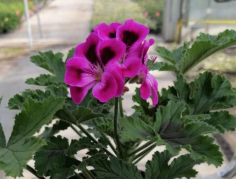 Pelargonium Orset Mango vaso 10 (profumo balsamo)