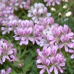 Pelargonium Little Gem vaso 10 (profumo menta limone)