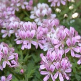 Pelargonium Little Gem vaso 10 (profumo menta limone)