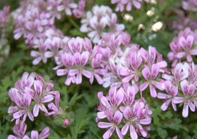 Pelargonium Little Gem vaso 10 (profumo menta limone)