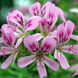Pelargonium Little Gem vaso 10 (profumo menta limone)