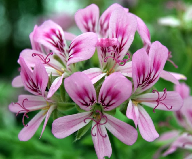 Pelargonium Little Gem vaso 10 (profumo menta limone)