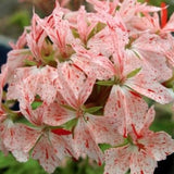 Pelargonium Kusamono Vectis Starbright vaso 10 zonale stellare miniatura