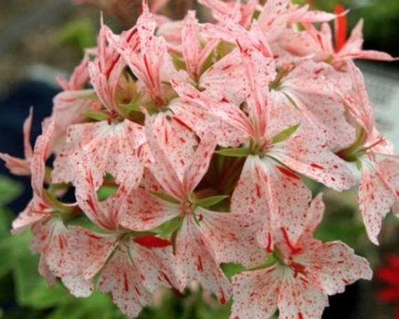 Pelargonium Kusamono Vectis Starbright vaso 10 zonale stellare miniatura