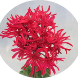 Pelargonium Kusamono Mini Czech zonale stellare miniatura