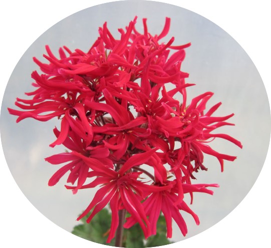 Pelargonium Kusamono Mini Czech zonale stellare miniatura