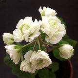 Pelargonium midori bucke vaso 10  zonale rosebud