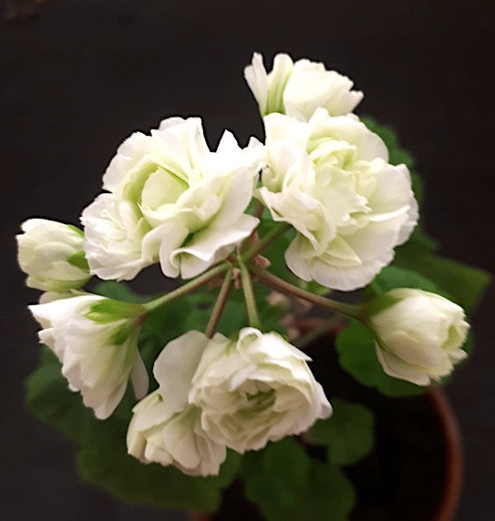 Pelargonium midori bucke vaso 10  zonale rosebud