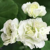 Pelargonium midori bucke vaso 10  zonale rosebud